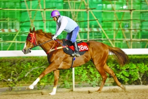 澳門今晚開特馬四不像圖,澳門今晚開特馬四不像圖——警惕背后的犯罪風險